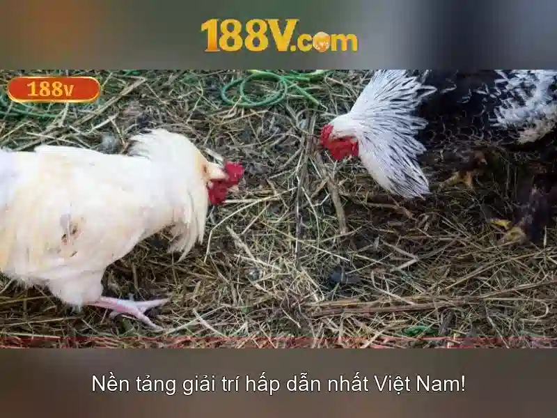 Khám phá 188v: một hành trình của ý tưởng